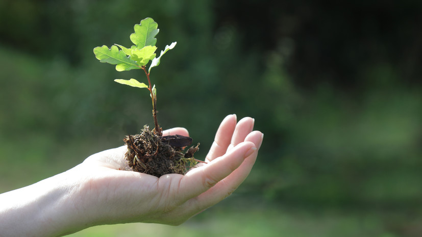 В Крыму высадят более 900 тысяч саженцев в рамках акции «Сохраним лес»