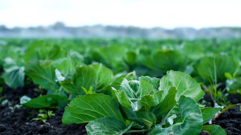 Агроном Викулов назвал погоду в средней полосе России благоприятной для урожая