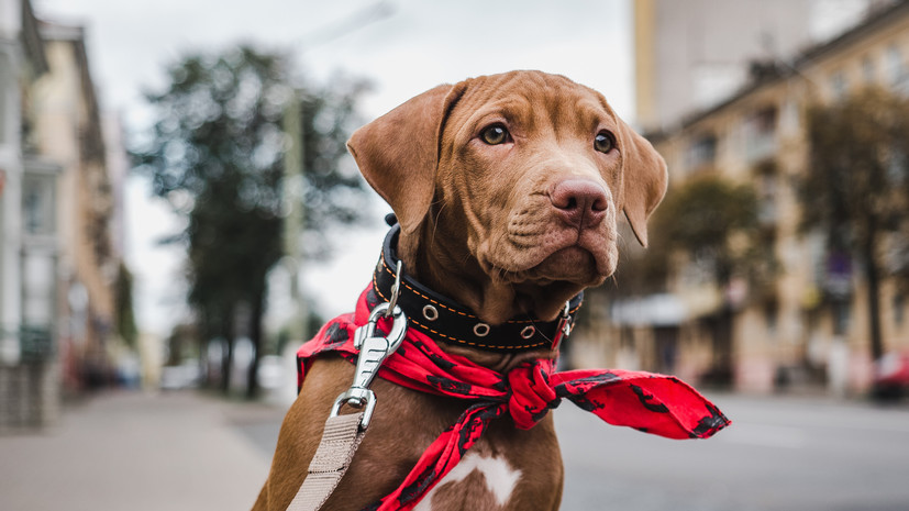 Кинолог Голубев назвал несколько причин странного поведения собак