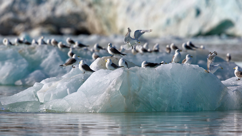 В Москве представили атлас обитания морских птиц Арктики