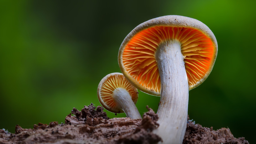 Токсиколог Казарцев призвал не употреблять в пищу грибы неизвестного происхождения