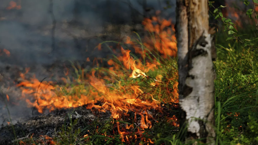 Площадь лесного пожара в Ростовской области выросла до 190 га
