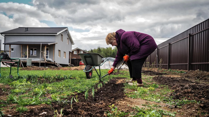 Более трети российских дачников остались недовольны летним сезоном из-за погоды