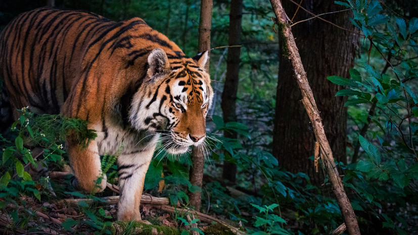 Специалист Арамилев посоветовал не делать резких движений при встрече с тигром