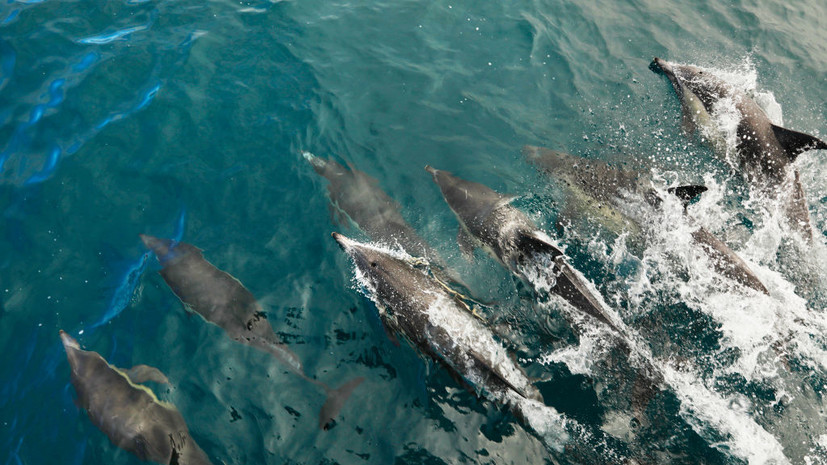 В центре «Дельфа» рассказали, как действовать при выбросе дельфина на берег