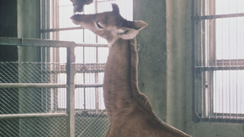 В зоопарке Теннесси родился редкий жираф без пятен