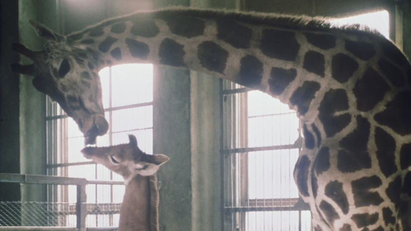 Биологи объяснили причины появления детёныша жирафа без пятен в американском зоопарке