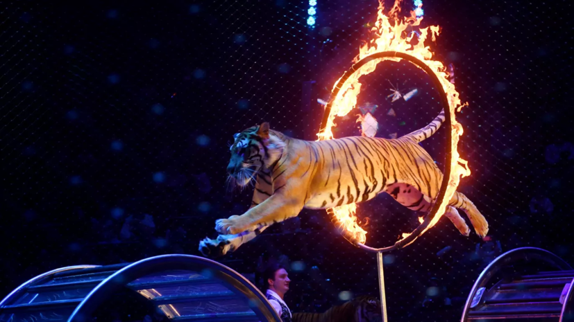 В России продажи билетов в цирки достигли 202 миллионов рублей за полгода
