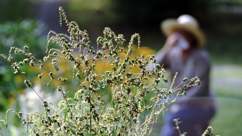 Врач Логина: букет из луговых и полевых цветов может вызвать аллергию