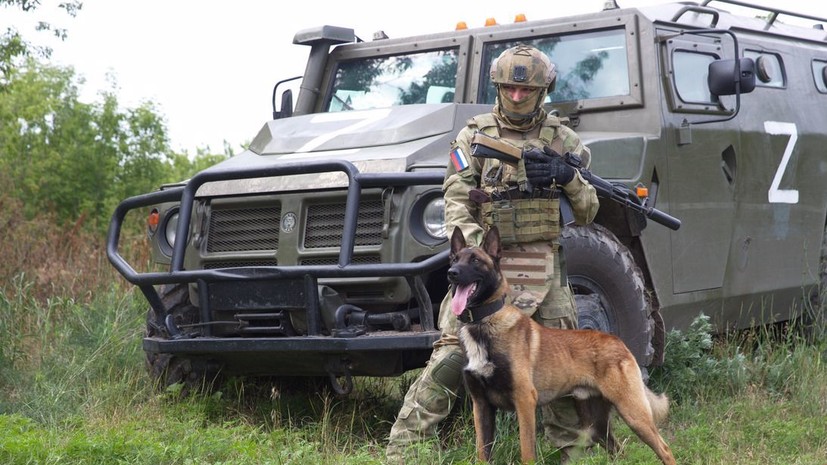 «Рискуют своими жизнями и спасают людей»: как служебные собаки помогают российским военным в зоне СВО