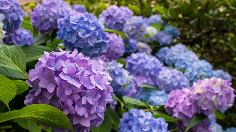 Выставка цветов из частных коллекций начала работу в Ботаническом саду МГУ