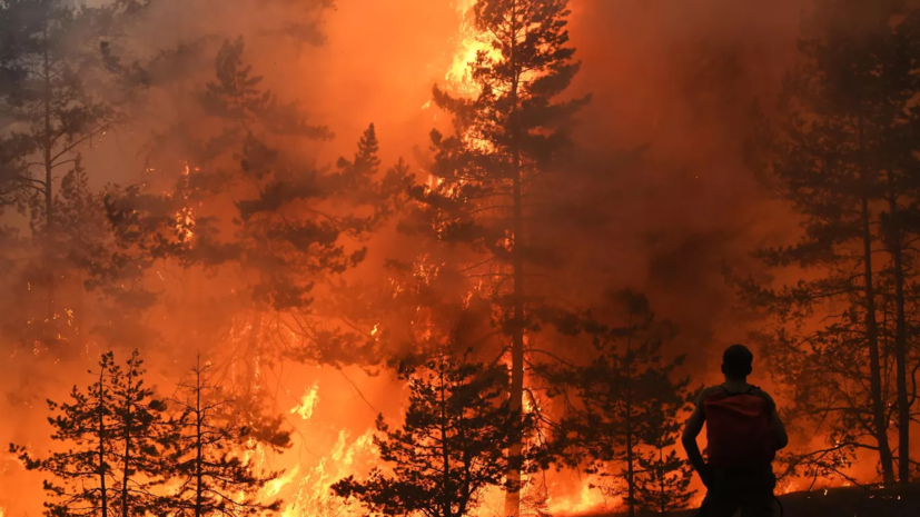 МЧС: площадь пожара в Геленджике возросла до 1,5 га, огонь перекинулся на лес