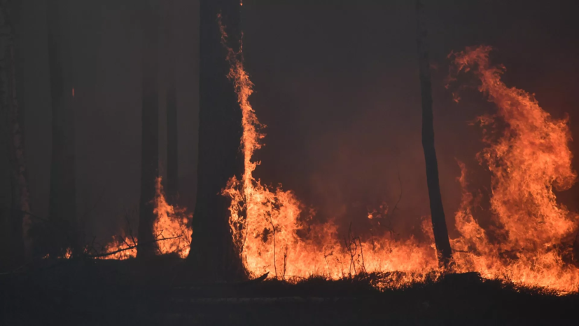 В Геленджике горит лес на площади 7 тысяч квадратных метров