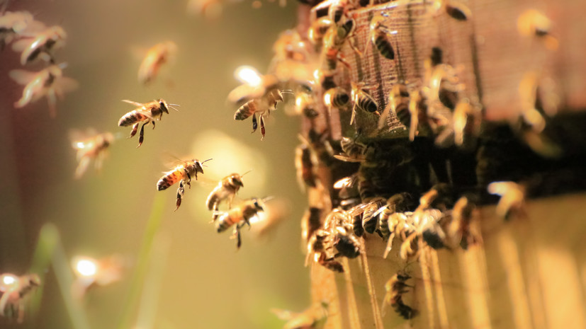 В Канаде на дорогу из грузовика упали ульи с пятью млн пчёл