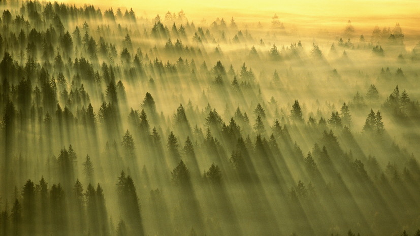 В 2023 году в Удмуртии планируется посадить 10,6 тысячи гектаров новых лесов