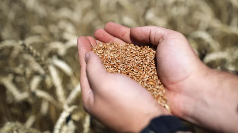 Патрушев: в России уже собрали 112 млн тонн зерна
