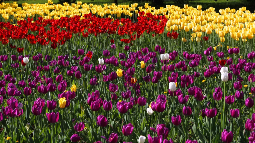 В Москве обновили цветники ко Дню города