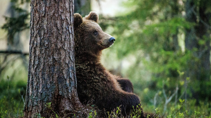 Власти Башкирии рассказали о причинах появления медведей в населённых пунктах