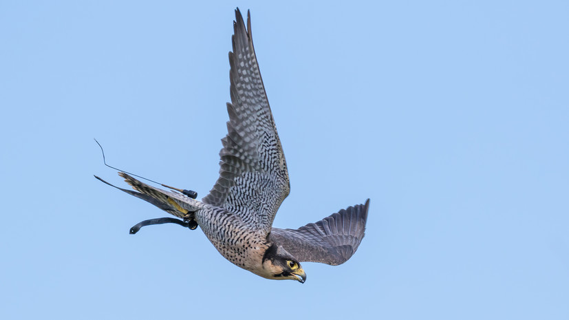На Ямале запускают проект по защите редких северных птиц