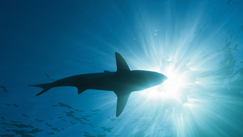 Россиян в Египте призвали соблюдать ограничения на фоне нападения акул