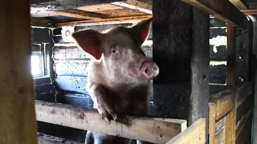 На свалке в Курской области выявили очаг африканской чумы свиней
