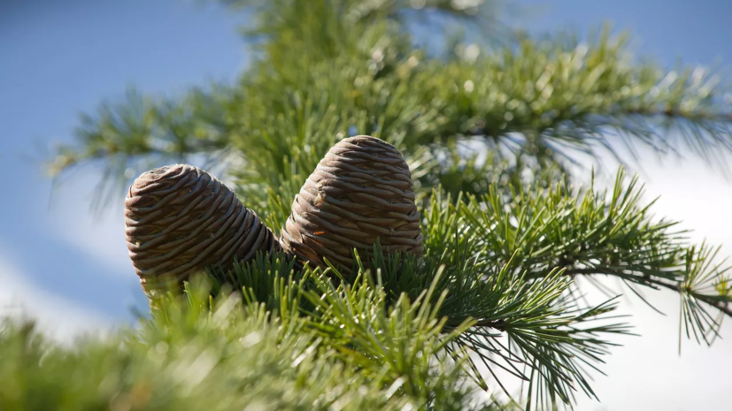 В Петербурге заложат кедровую аллею по случаю 80-летия снятия блокады Ленинграда
