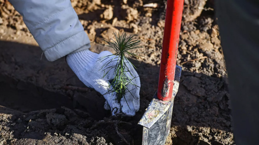 В Подмосковье подготовили первые сеянцы для акции «Наш лес»
