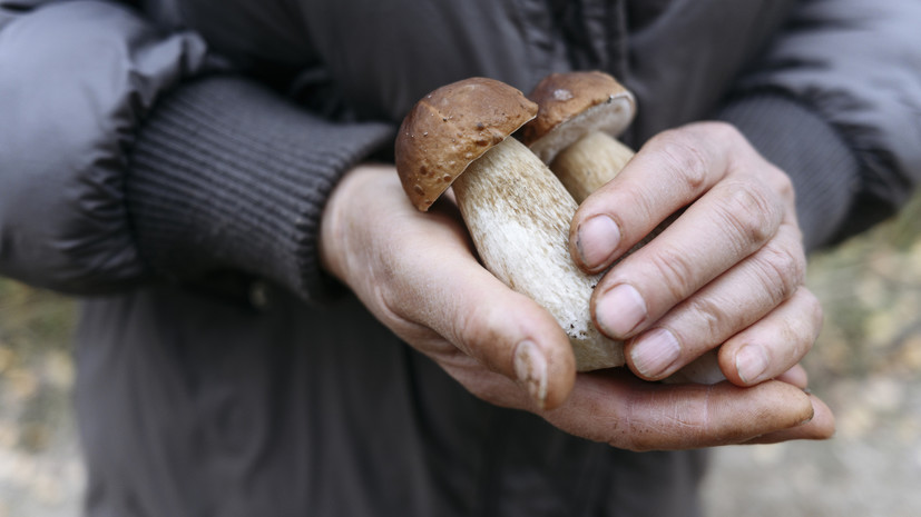 Врач Иванникова: пожилым следует ограничить потребление грибов при болезнях ЖКТ