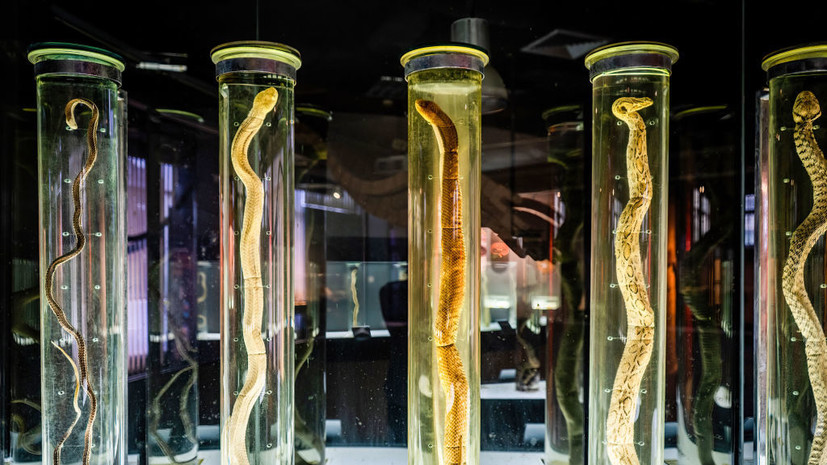 В Московском зоопарке открылась выставка самых ядовитых в мире змей