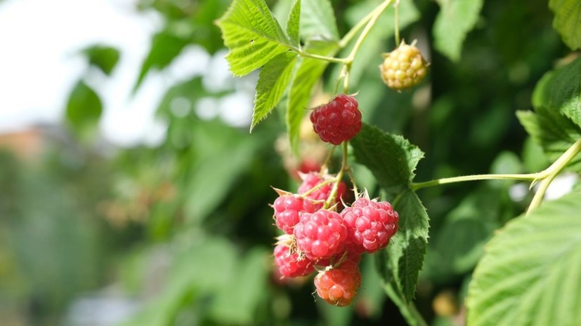 Врач Гинзбург заявил, что диабетикам можно есть малину и клубнику