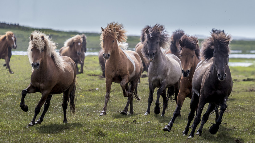 В Ленобласти спасли 20 пони из горящей конюшни