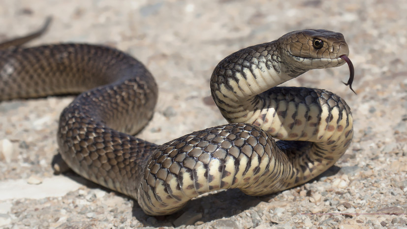 В Липецкой области ядовитая змея укусила женщину на улице