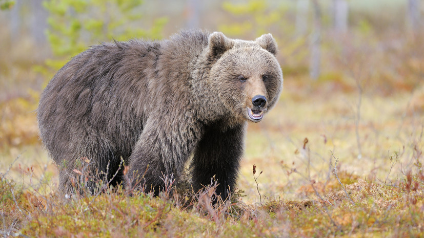 Грибник из Вилючинска рассказал RT, как спасся от медведя на дереве
