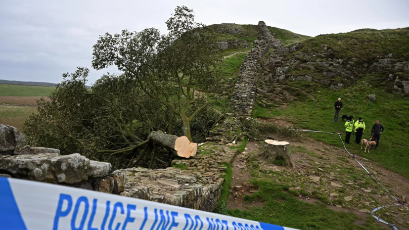 В Британии спилили 300-летнее «дерево Робин Гуда», ведётся расследование