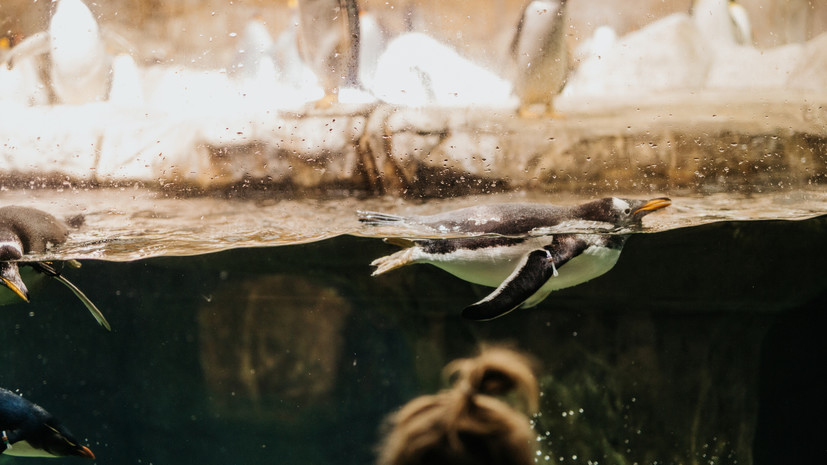 В Ижевске пенсионеры смогут бесплатно посетить зоопарк с 29 сентября по 1 октября