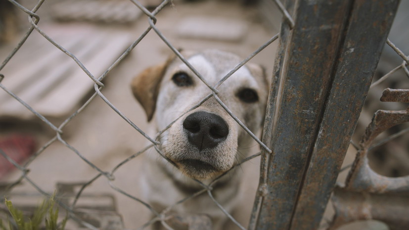 В Оренбургской области выделили 87 млн рублей на борьбу с бездомными собаками