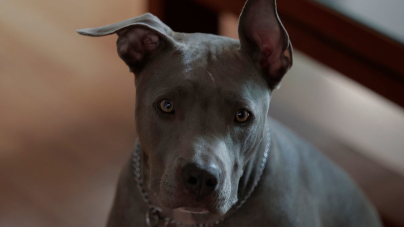 В ХМАО суд взыскал с владельца собаки компенсацию в пользу покусанного ребёнка