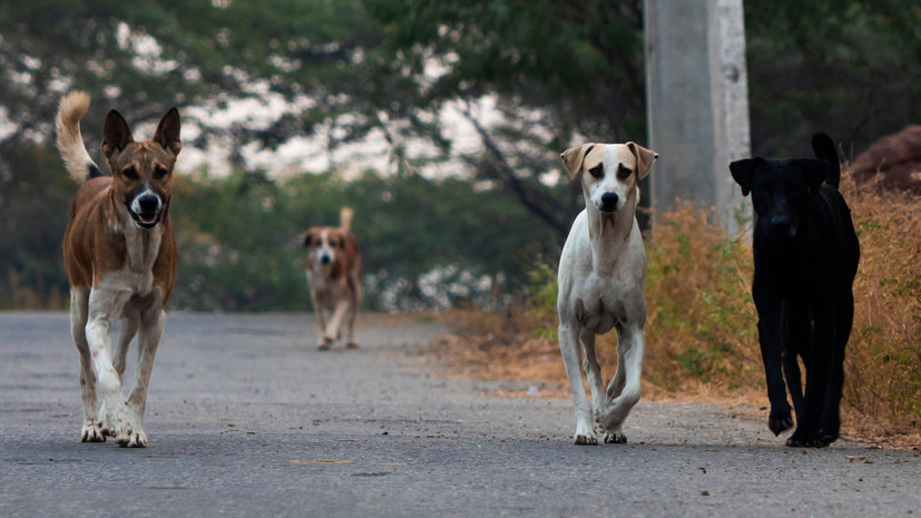В ХМАО проверяют сообщения о нападении стаи собак на женщину