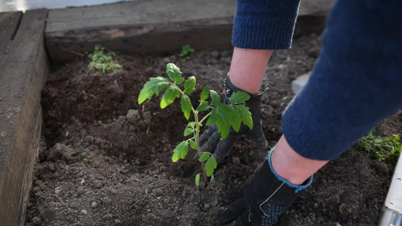 Агроном Викулов посоветовал дачникам не укрывать растения на зиму в первые заморозки