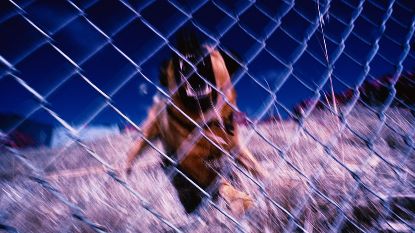 В Омске начата проверка после нападения собаки на подростка