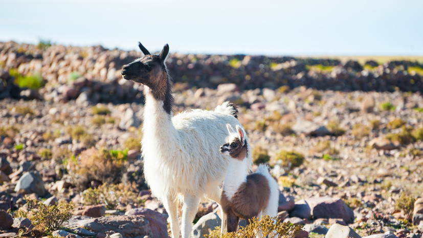 В Московском зоопарке рассказали о рождении детёныша альпаки