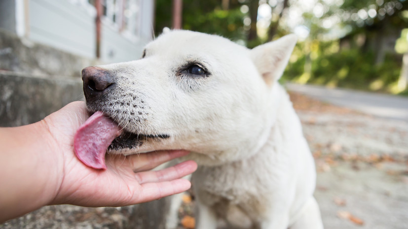 Кинолог Голубев рассказал, почему собаки облизывают лапы