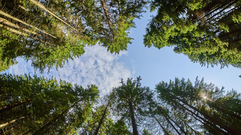 Агроэколог Гладилин перечислил вечнозелёные и зимнезелёные растения Подмосковья