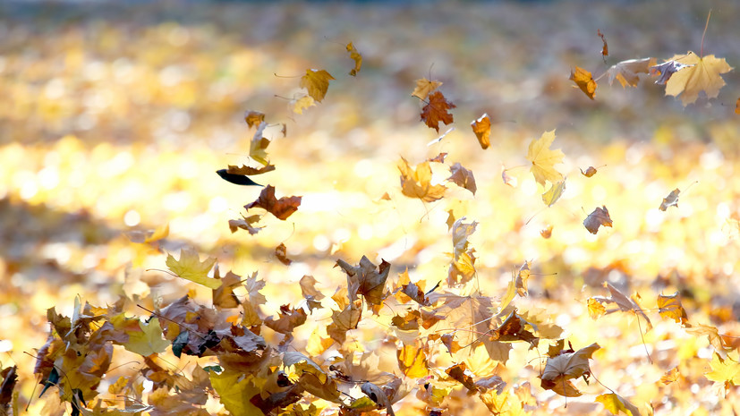 В Свердловской области предупредили об усилении ветра до 18 м/с 18 октября