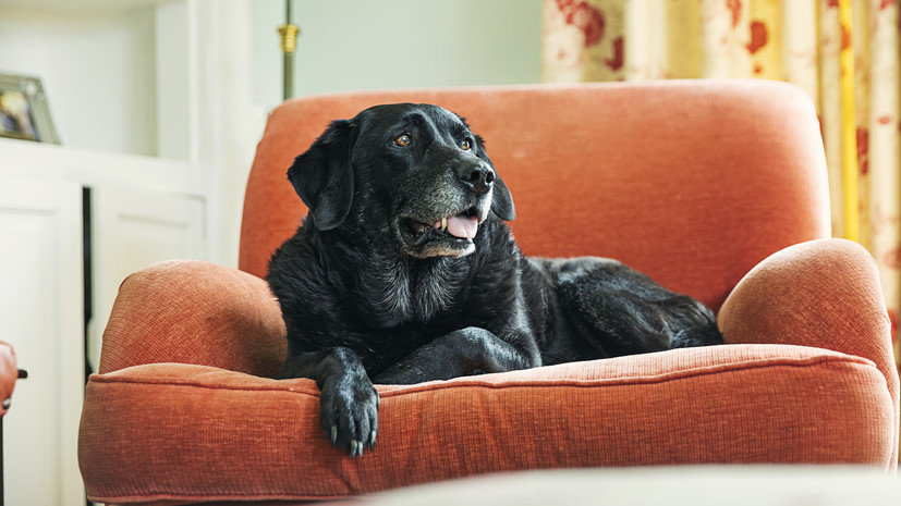 Кинолог Голубев: жвачка опасна для собак