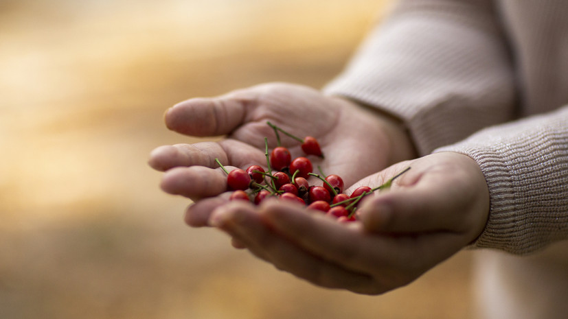 Врач Кашух: шиповник богат витамином С