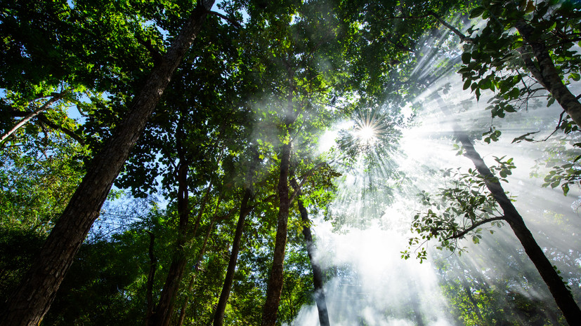 Минприроды запустило в ДНР 25 мероприятий по экологии и охране земель