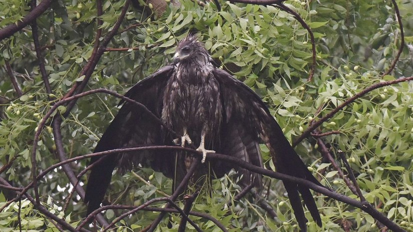 Биолог Павлов: в городах мигрирующие совы рискуют получить травмы