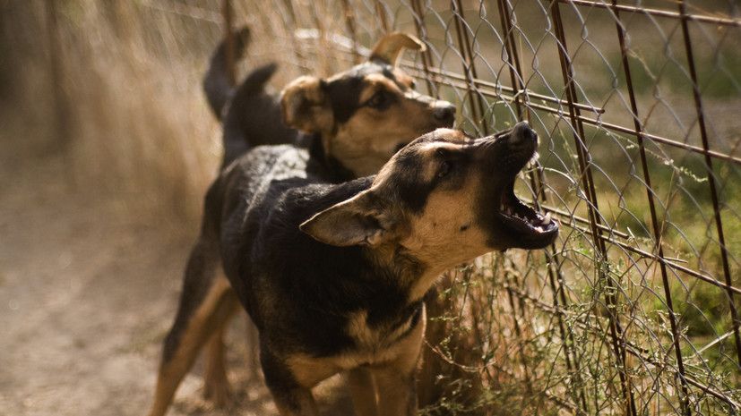 В Башкирии проводят проверку по факту нападения собак на мужчину