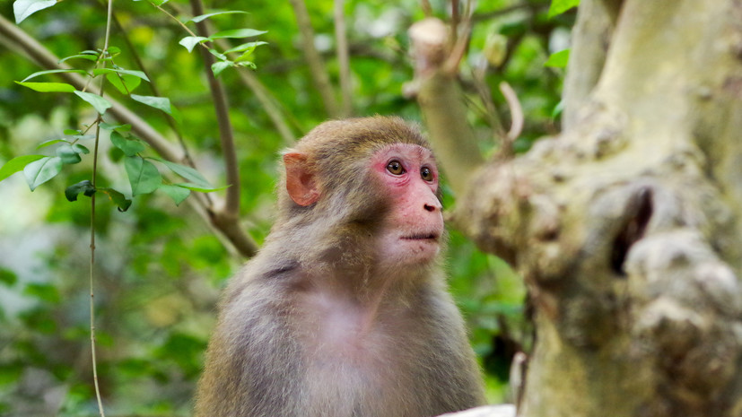 Asia One: в Китае обезьяна похитила трёхлетнего ребёнка и унесла на дерево